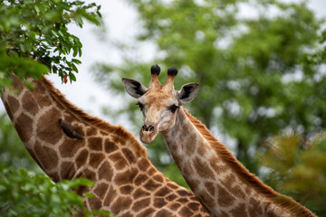 Kruger National Park, South Africa, Safari