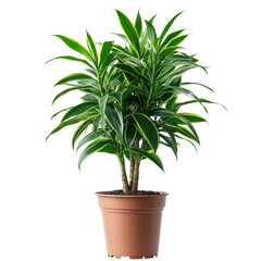 Fototapeta premium Dracaena Trifasciata plant on a pot isolated on transparent background.