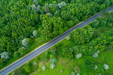 overhead perspective of a tranquil, isolated country road nestled within an expansive, thriving temperate forest