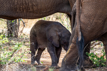 Kruger National Park, South Africa, Safari