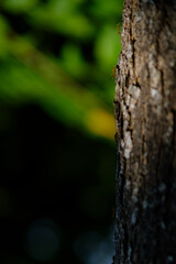 small red ants walking on the tree's bark in with light and shade