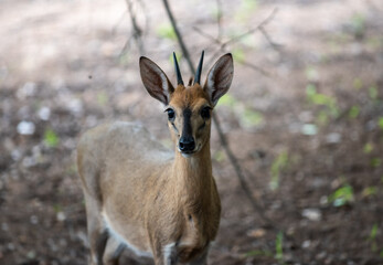 Kruger National Park, South Africa, Safari