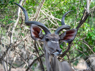 Kruger National Park, South Africa, Safari