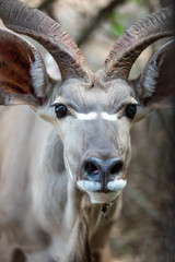 Kruger National Park, South Africa, Safari