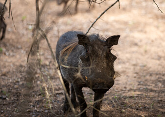 Kruger National Park, South Africa, Safari