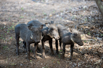 Kruger National Park, South Africa, Safari
