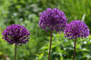 Purple flowers (Allium) are blossoming in a garden in sunny summer day.
