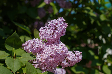 Lilac bush. Common lilac is a garden plant of the Oleaceae family. The beauty of nature.