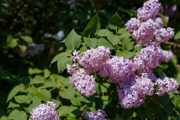Lilac bush. Common lilac is a garden plant of the Oleaceae family. The beauty of nature.
