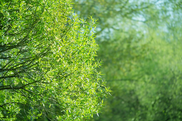 beautiful landscape with green leaves of willow tree, natural background. white willow, Salix alba, Salicaceae Family. Green blurry backdrop with willow leaves. Spring summer season. copy space