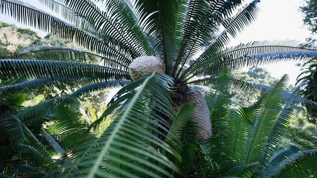 A pan across two large cones of a Karoo cycad framed by long, green, palm-like leaves.  
