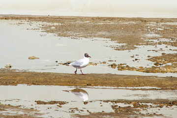  A seagull walks along the shallows in search of food.