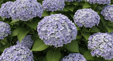 Flowering Hydrangea Bush with Light Purple Blossoms