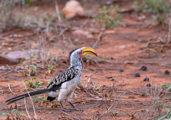 Obraz premium Kruger National Park, South Africa, Safari