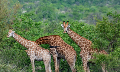 Kruger National Park, South Africa, Safari