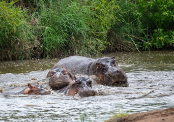 Kruger National Park, South Africa, Safari
