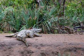 Kruger National Park, South Africa, Safari