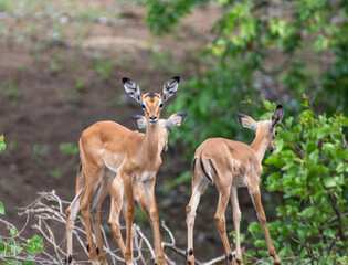 Kruger National Park, South Africa, Safari