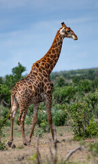Kruger National Park, South Africa, Safari