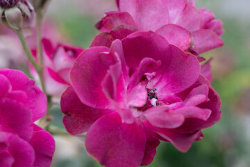 close up of pink flower