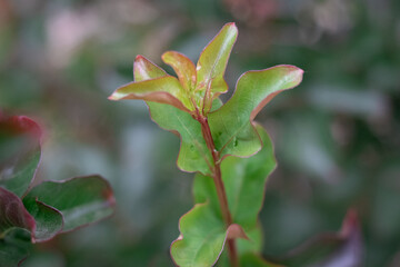close up of green leaves