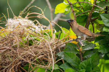 Scaly-breasted Munia - Lonchura punctulata, beautiful small brown perching bird from Southeast Asian forests and woodlands, Vietnam.