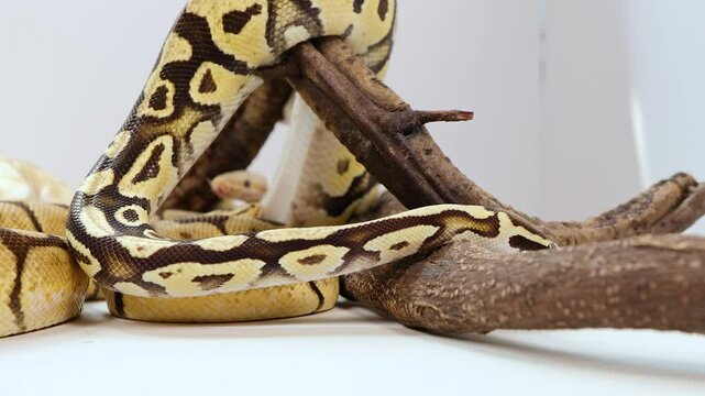 Corn Snake Exploring Branches in Enclosure