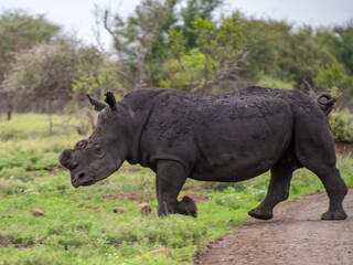 Naklejka premium Kruger National Park, South Africa, Safari