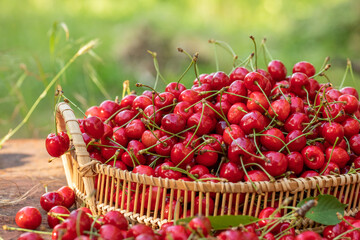 Freshly picked red cherries from the tree, in a bowl in the garden