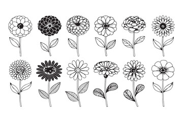 Zinnia line art
