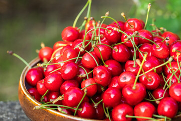 Freshly picked red cherries from the tree, in a bowl in the garden
