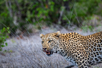 Kruger National Park, South Africa, Safari