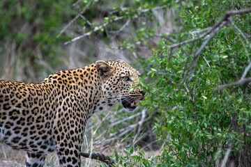 Kruger National Park, South Africa, Safari