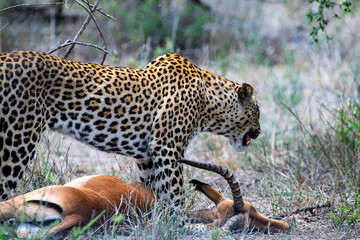 Kruger National Park, South Africa, Safari