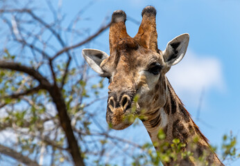 Kruger National Park, South Africa, Safari