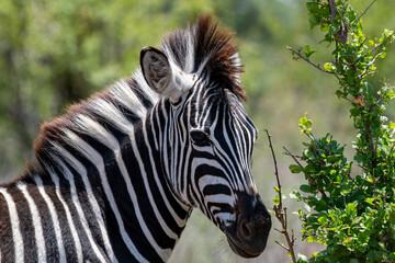 Kruger National Park, South Africa, Safari