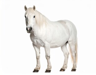 Obraz premium White pony over white background, no shadow