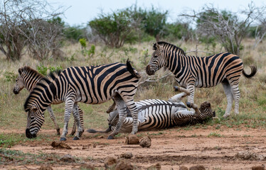 Kruger National Park, South Africa, Safari