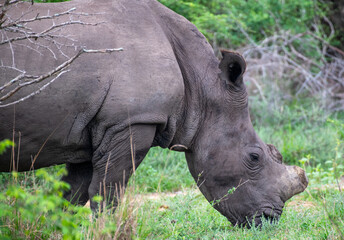 Kruger National Park, South Africa, Safari