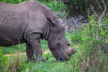 Fototapeta premium Kruger National Park, South Africa, Safari