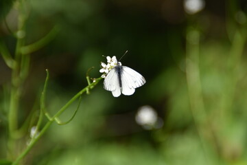 A green-veined white is on a white flower in a meadow in sunny summer day.
