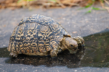 Kruger National Park, South Africa, Safari