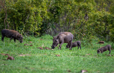 Kruger National Park, South Africa, Safari