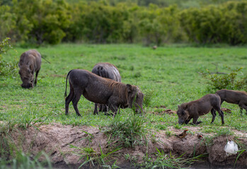 Kruger National Park, South Africa, Safari
