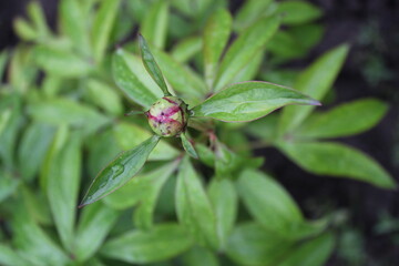 peony bud
