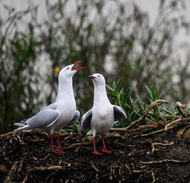 Red-billed seagulls with nature bush background. Otago Peninsula. Otago. South Island. New Zealand