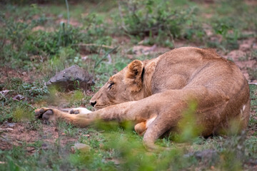Kruger National Park, South Africa, Safari