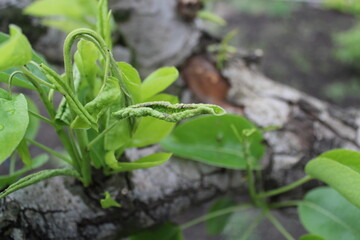 young green leaves