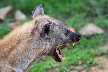 Kruger National Park, South Africa, Safari
