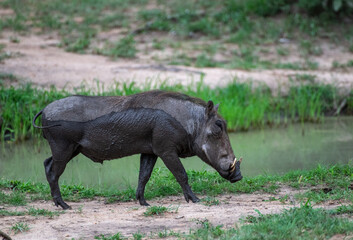 Kruger National Park, South Africa, Safari